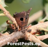 Hrčiarka Andricus polycerus