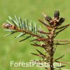 Čierne púčiky, deformácia výhonkov, defoliácia. Foto : M.Zúbrik