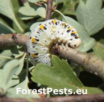 Kyjačka Cimbex quadrimaculatus