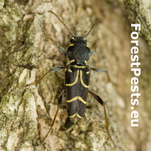 Fuzáč Xylotrechus antilope